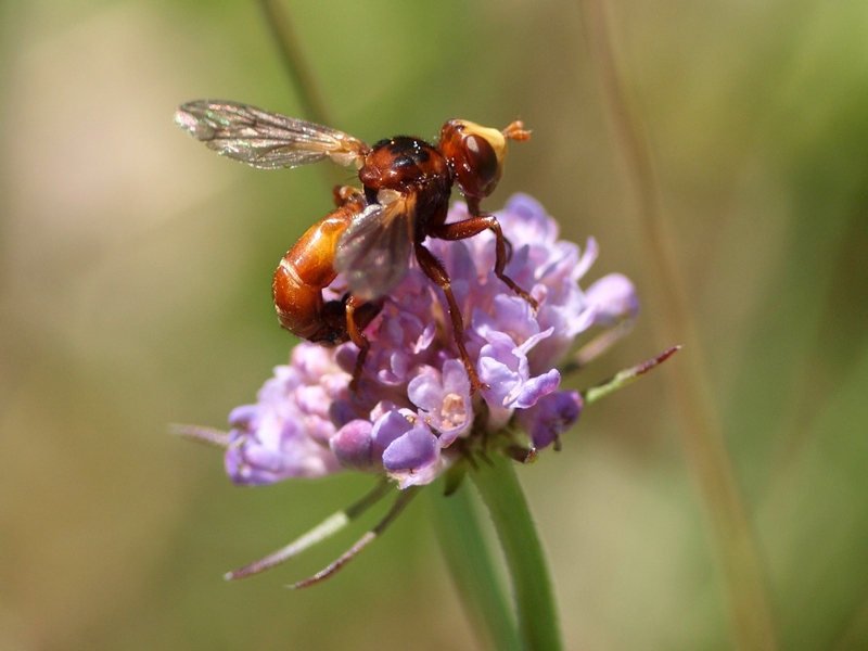 Conopidae